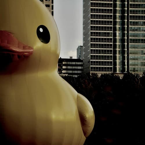 NAA by duck artwork